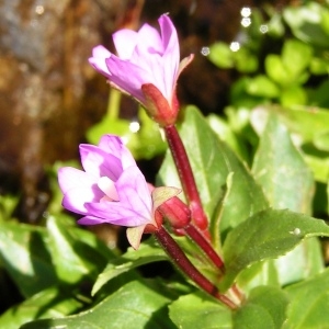 Photographie n°106730 du taxon Epilobium alsinifolium Vill. [1779]