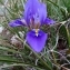  BERNARD Ginesy - Iris unguicularis Poir. [1789]