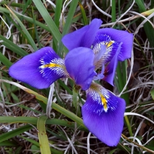 Iris unguicularis Poir. (Iris d'Algérie)