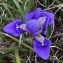  BERNARD Ginesy - Iris unguicularis Poir. [1789]