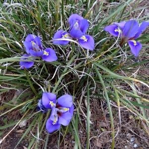 Photographie n°106772 du taxon Iris unguicularis Poir. [1789]