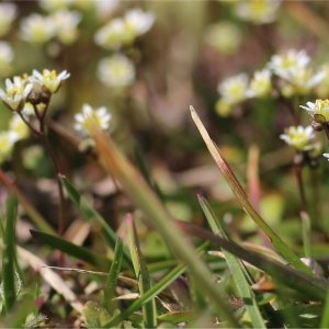 Photographie n°106773 du taxon Erophila verna (L.) Chevall. [1827]