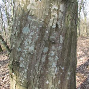 Photographie n°106901 du taxon Carpinus betulus L. [1753]