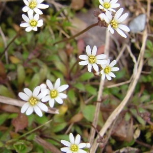 Photographie n°106904 du taxon Erophila verna (L.) Chevall. [1827]