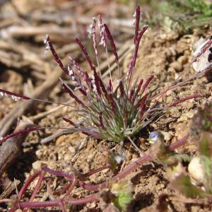 Photographie n°106906 du taxon Mibora minima (L.) Desv.