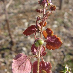 Photographie n°106921 du taxon Veronica polita Fr. [1819]