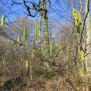 Photographie n°106923 du taxon Corylus avellana L. [1753]