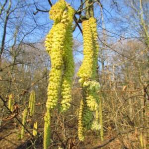 Photographie n°106924 du taxon Corylus avellana L. [1753]