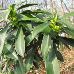 Photographie n°106927 du taxon Daphne laureola L. [1753]