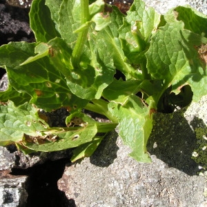 Photographie n°106948 du taxon Doronicum clusii (All.) Tausch [1828]