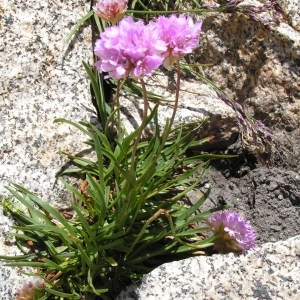 Photographie n°106952 du taxon Armeria alpina Willd. [1809]