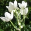  Liliane Roubaudi - Ornithogalum arabicum L. [1753]