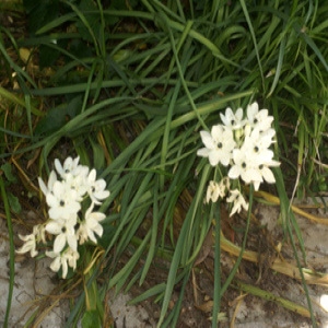  - Ornithogalum arabicum L. [1753]