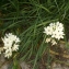  Liliane Roubaudi - Ornithogalum arabicum L. [1753]