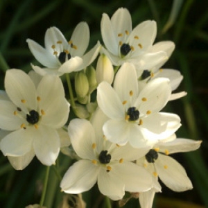  - Ornithogalum arabicum L. [1753]