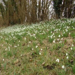 Photographie n°107015 du taxon Galanthus nivalis L. [1753]