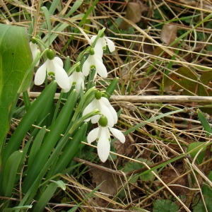 Photographie n°107016 du taxon Galanthus nivalis L. [1753]