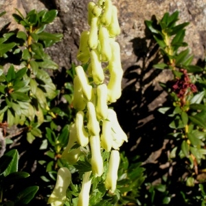 Photographie n°107036 du taxon Aconitum lycoctonum subsp. vulparia (Rchb.) Nyman [1889]