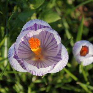 Crocus sp.