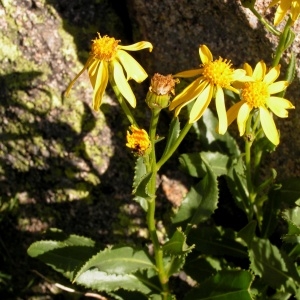 Senecio pyrenaicus L. subsp. pyrenaicus