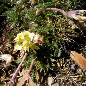  - Oxytropis campestris (L.) DC.