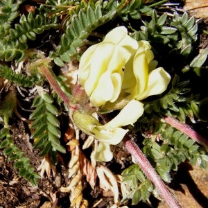  - Oxytropis campestris (L.) DC.