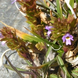 Photographie n°107058 du taxon Euphrasia alpina Lam. [1786]