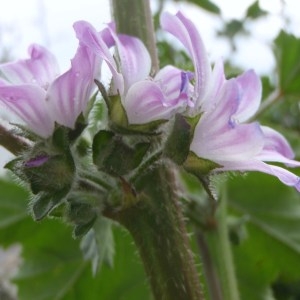 Photographie n°107082 du taxon Lavatera cretica L. [1753]