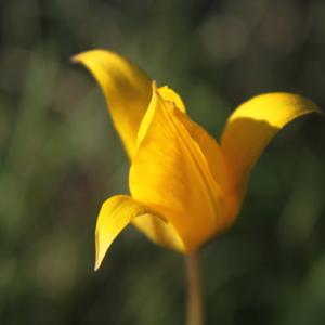 Photographie n°107145 du taxon Tulipa sylvestris L.