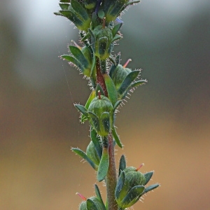 Photographie n°107150 du taxon Linaria arvensis (L.) Desf.