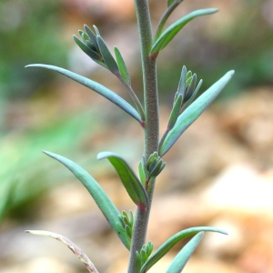 Photographie n°107151 du taxon Linaria arvensis (L.) Desf.