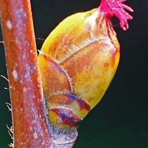 Photographie n°107201 du taxon Corylus avellana L.