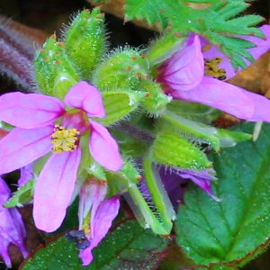 Photographie n°107202 du taxon Erodium moschatum (L.) L'Hér.