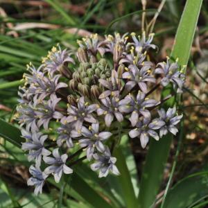Photographie n°107216 du taxon Scilla peruviana L. [1753]