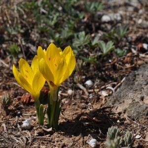 Photographie n°107221 du taxon Sternbergia sicula Tineo ex Guss. [1845]