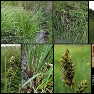  - Carex buxbaumii Wahlenb. [1803]