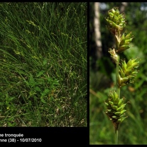 Photographie n°107237 du taxon Carex curta Gooden. [1794]