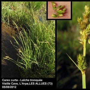 Photographie n°107238 du taxon Carex curta Gooden. [1794]