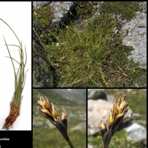 Photographie n°107240 du taxon Carex curvula All. [1785]