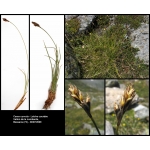 Carex curvula proles rodnensis (Porcius) Rouy (Laiche courbée)