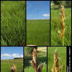 Photographie n°107248 du taxon Carex disticha Huds. [1762]