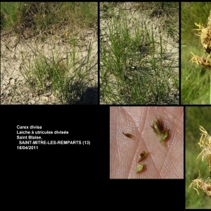 Photographie n°107249 du taxon Carex divisa Huds. [1762]