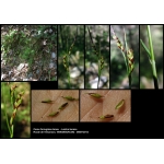Carex ferruginea subsp. tenax (H.Christ) K.Richt. (Laiche des Alpes du sud)