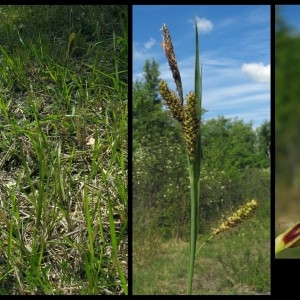 Photographie n°107256 du taxon Carex flacca Schreb. [1771]