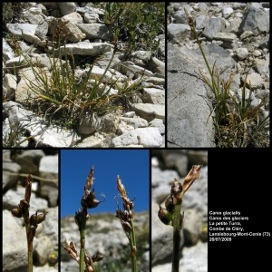 Photographie n°107261 du taxon Carex glacialis Mack. [1910]