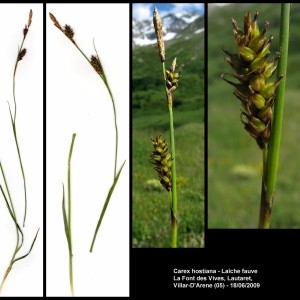 Photographie n°107266 du taxon Carex hostiana DC. [1813]