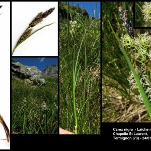 Photographie n°107280 du taxon Carex nigra (L.) Reichard [1778]