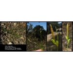 Carex oedipostyla Duval-Jouve (Laiche à style bulbiforme)