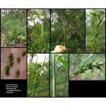 Carex olbiensis Jord. (Laiche d'Hyères)