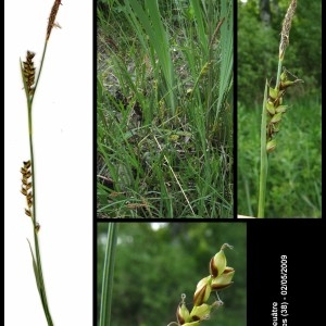  - Carex panicea L. [1753]